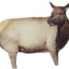 Buy Montana Decoy RMEF Collapsible Cow Elk Decoy