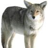 Buy Montana Decoy Inc. Kojo Coyote Collapsible Decoy
