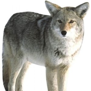 Buy Montana Decoy Inc. Kojo Coyote Collapsible Decoy